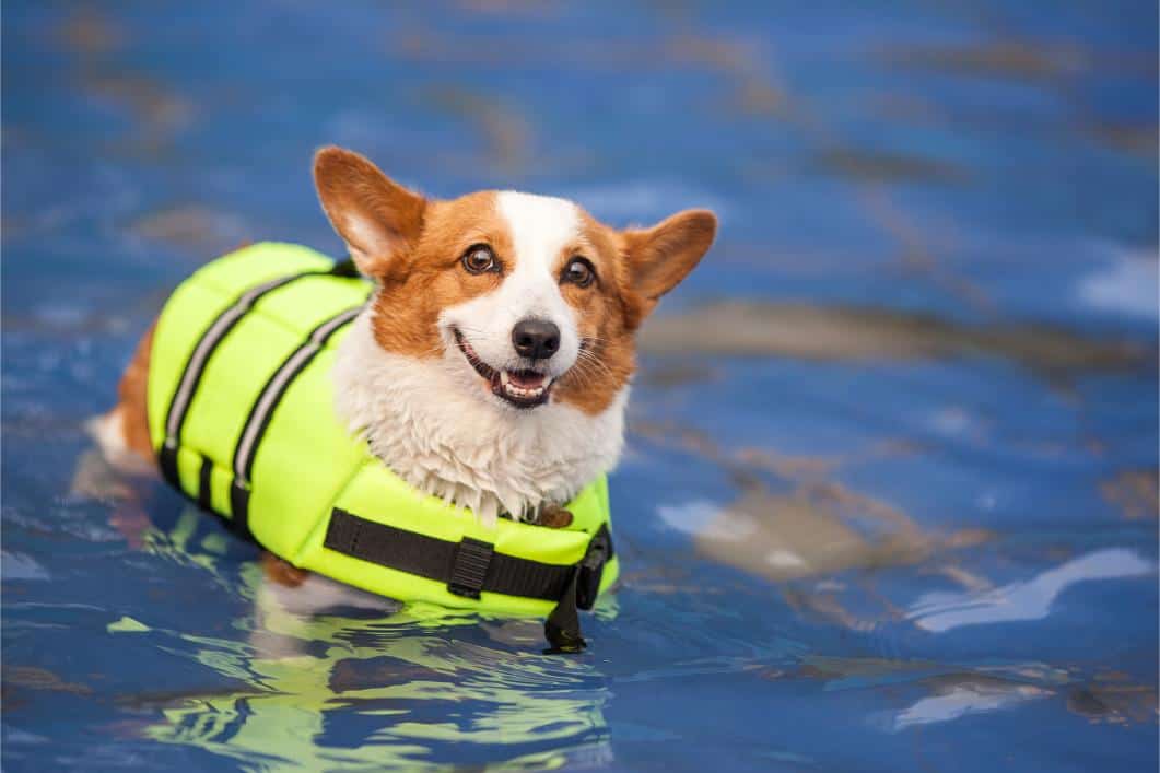 Summer Safety Tips for Pets in Yorba Linda