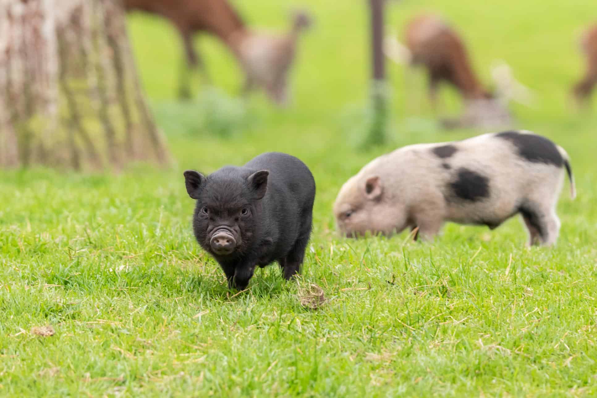 Keeping Your Pet Pot-Bellied Pig Healthy