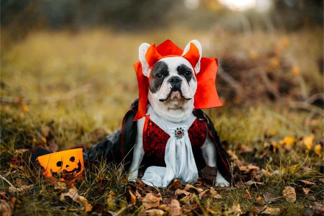 Halloween Safety Tips for Pets