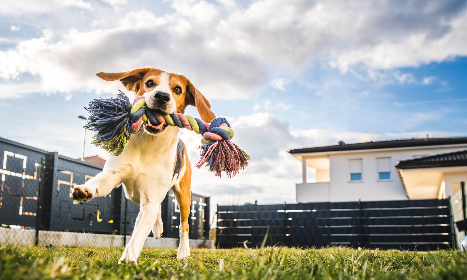 Pet Boarding and Daycare in Orange County