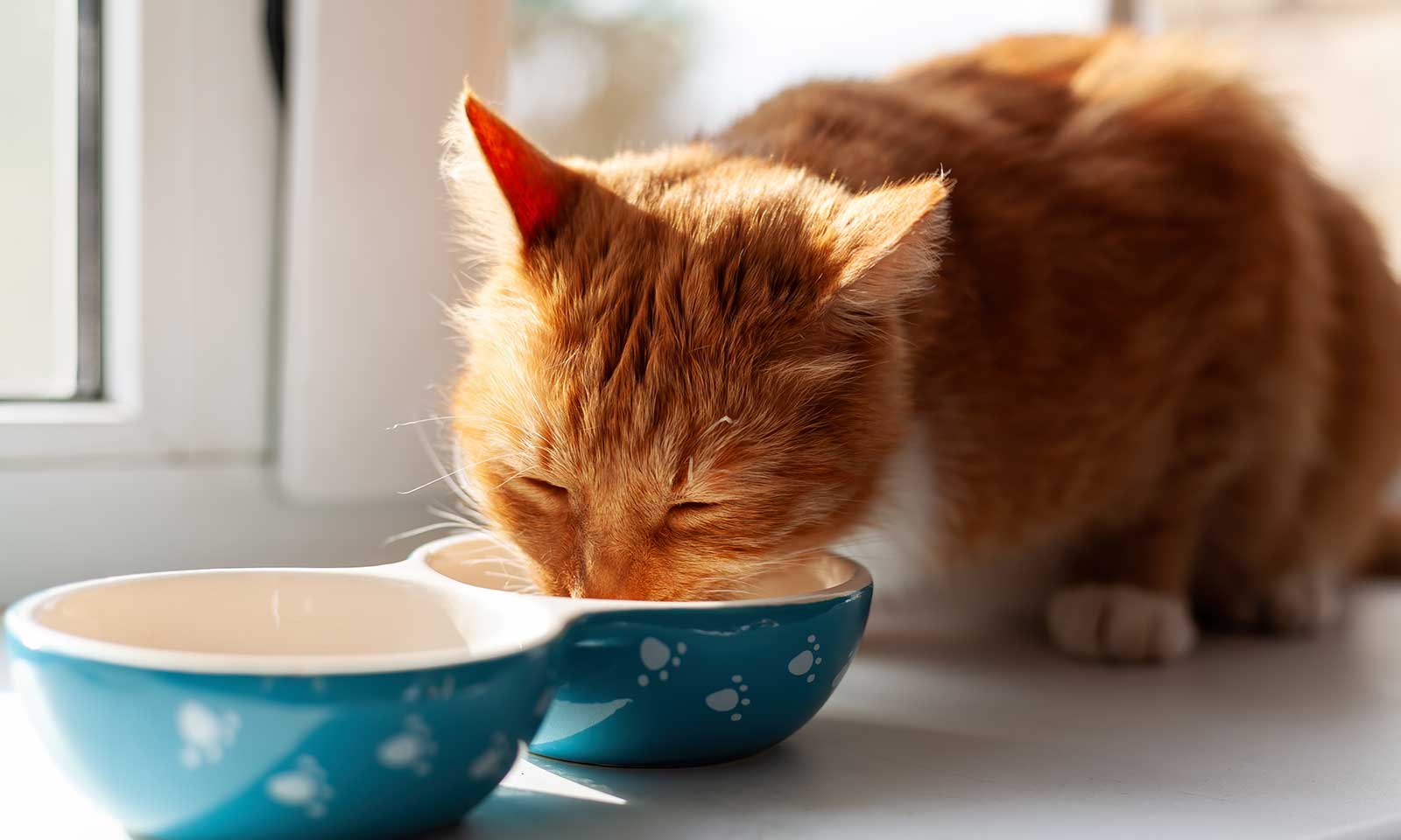 A cat eating