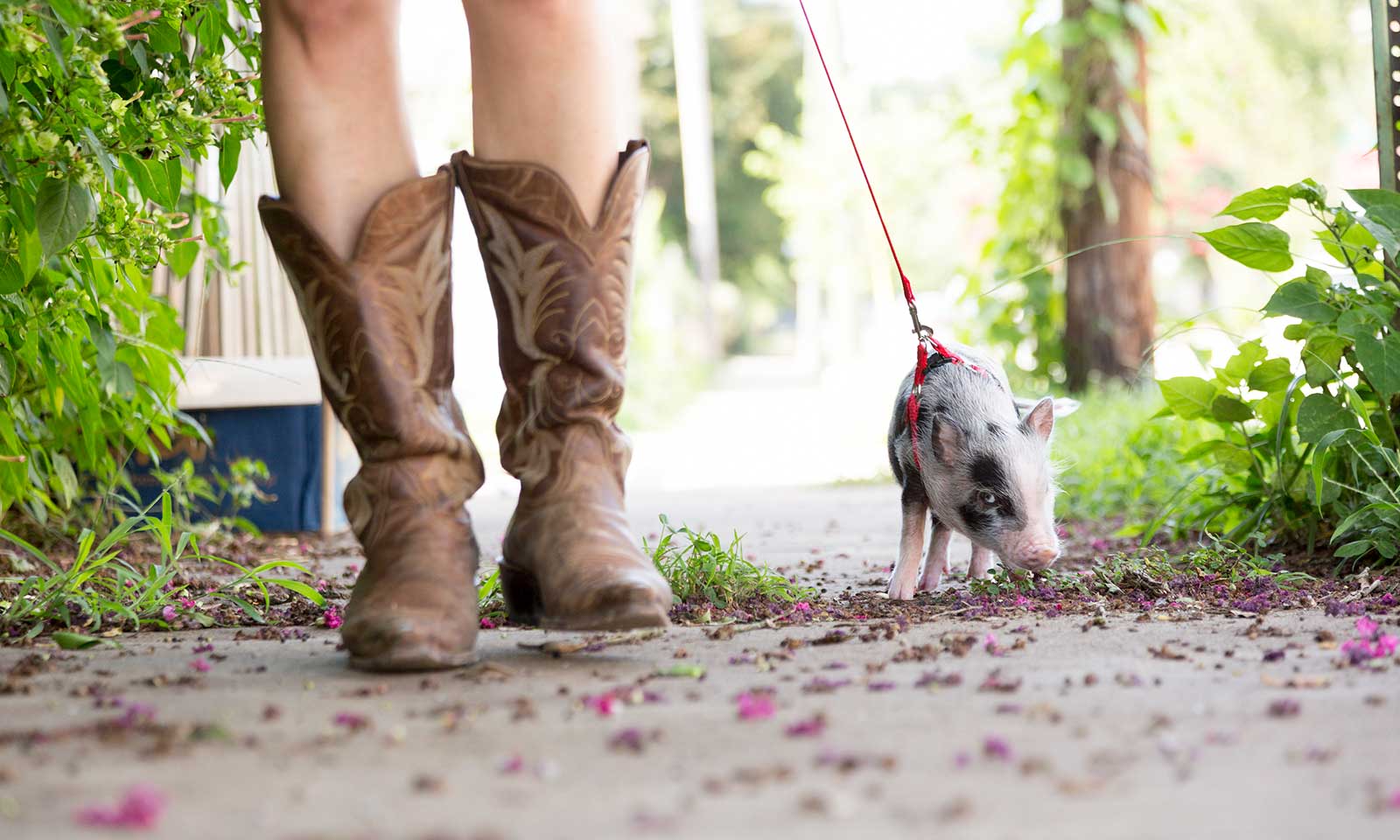 A woman walking her pig