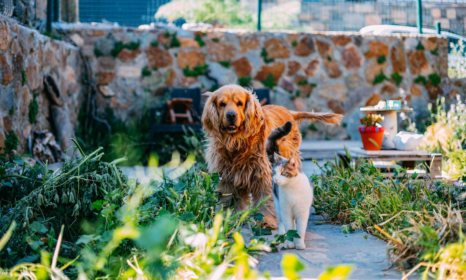 A cat and dog in a garden