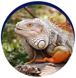 Colorful iguana on log basking