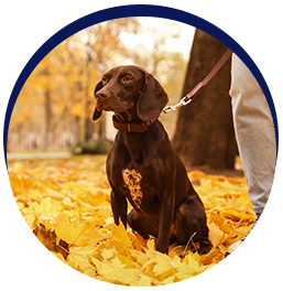 Dog walking among autumn leaves