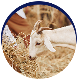 Goat eating hay in pen