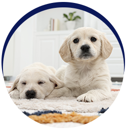 Cute puppies resting on carpet