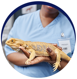 Veterinary care for exotic pets