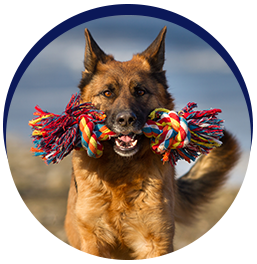 Dog with colorful rope toy