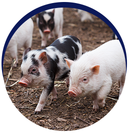 Piglets walking on dirt path