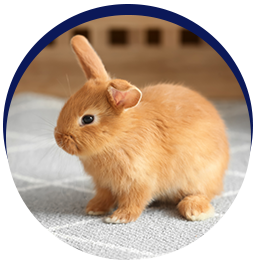 Brown baby rabbit sitting adorably