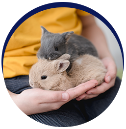 Person holding two adorable bunnies