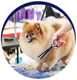 Dog grooming with scissors service