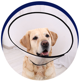 Dog wearing protective cone collar