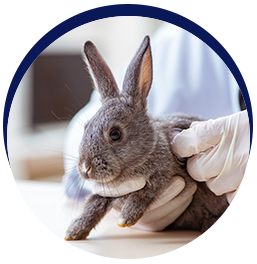 Veterinarian examining a rabbit