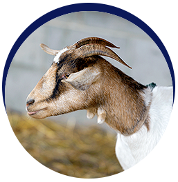 Goat with curved horns