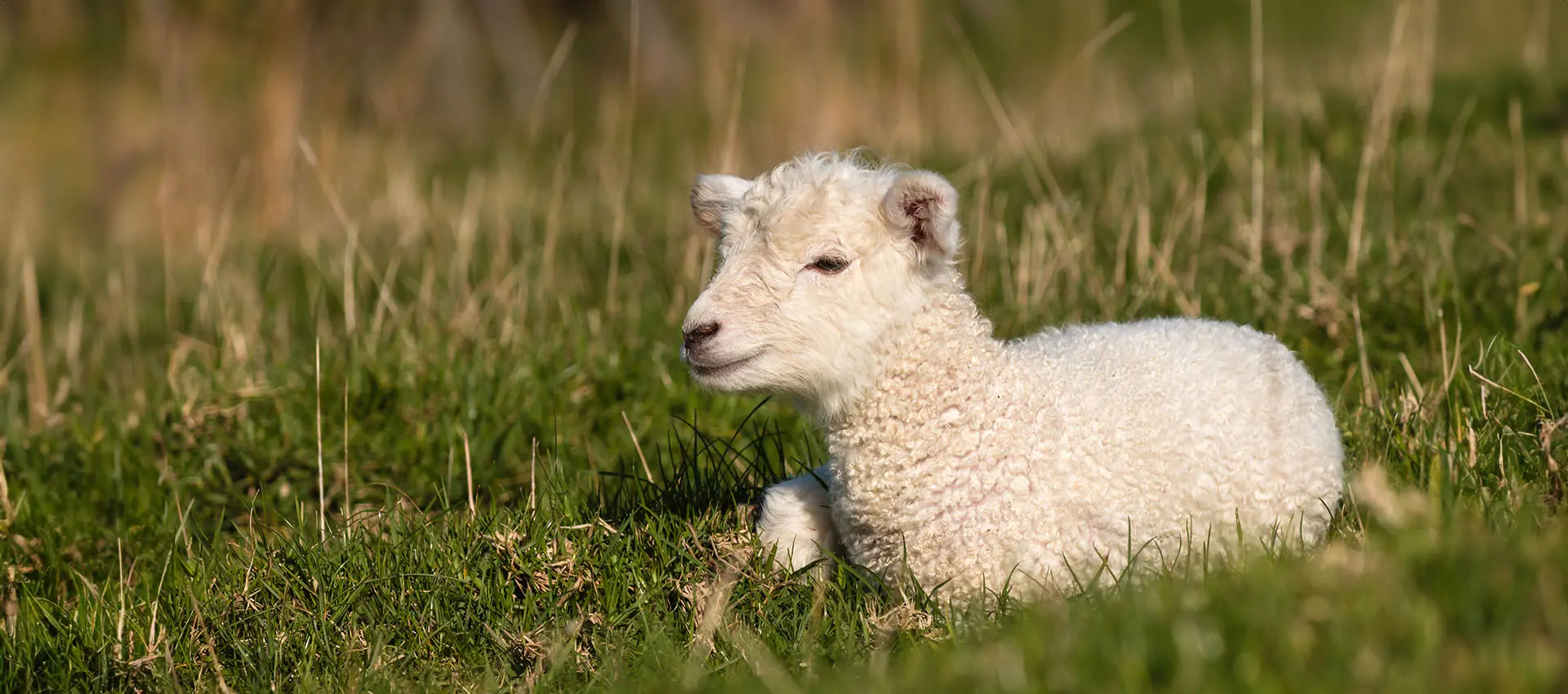 Sheep resting on green grass