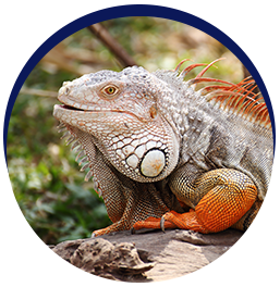 Colorful iguana on log basking