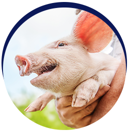 Smiling piglet held outdoors