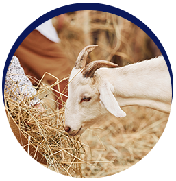 Goat eating hay in pen