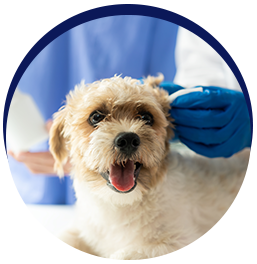 Dog ear cleaning services offered
