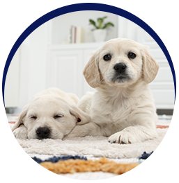 Cute puppies resting on carpet