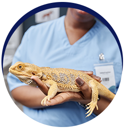 Veterinary care for exotic pets