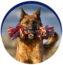 Dog with colorful rope toy
