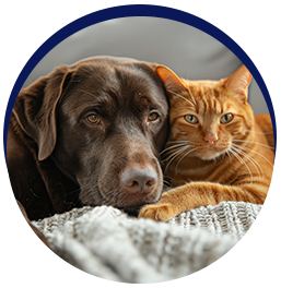 Dog and cat cuddling comfortably