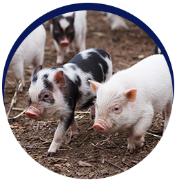 Piglets walking on dirt path