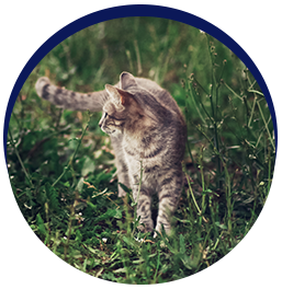 Cat walking in grassy field