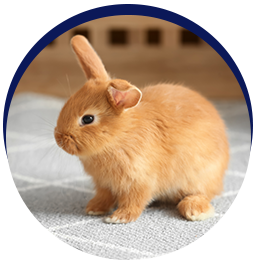 Brown baby rabbit sitting adorably