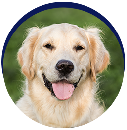 Happy golden retriever outdoors