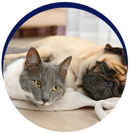 Cat and dog resting together