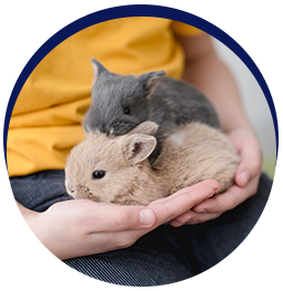 Person holding two adorable bunnies