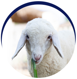 Young sheep eating grass calmly