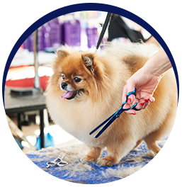 Dog grooming with scissors service