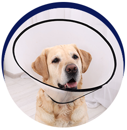 Dog wearing protective cone collar