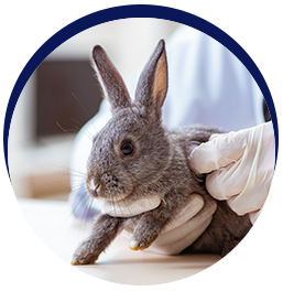 Veterinarian examining a rabbit