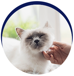 Cat enjoying gentle neck scratch