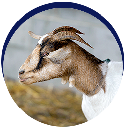 Goat with curved horns