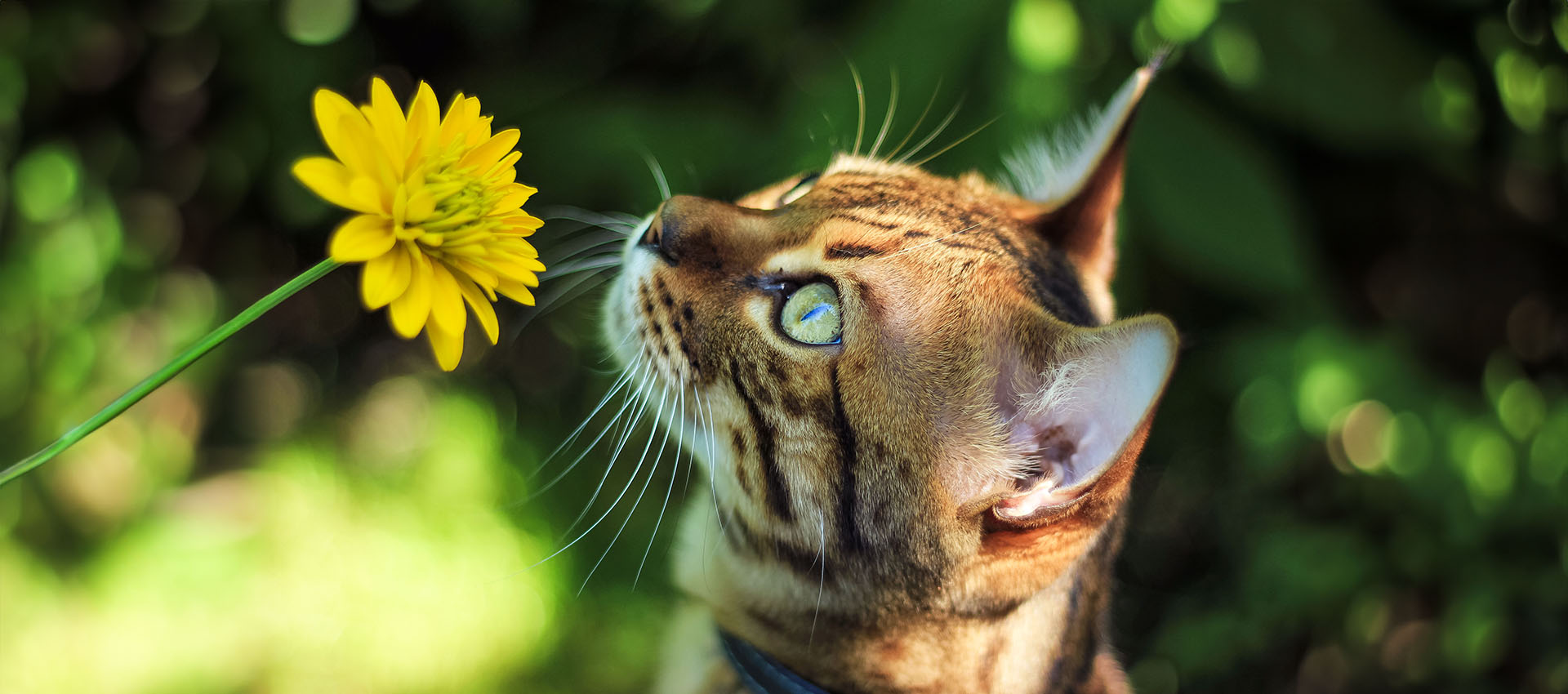 Cat exploring yellow flower outdoors