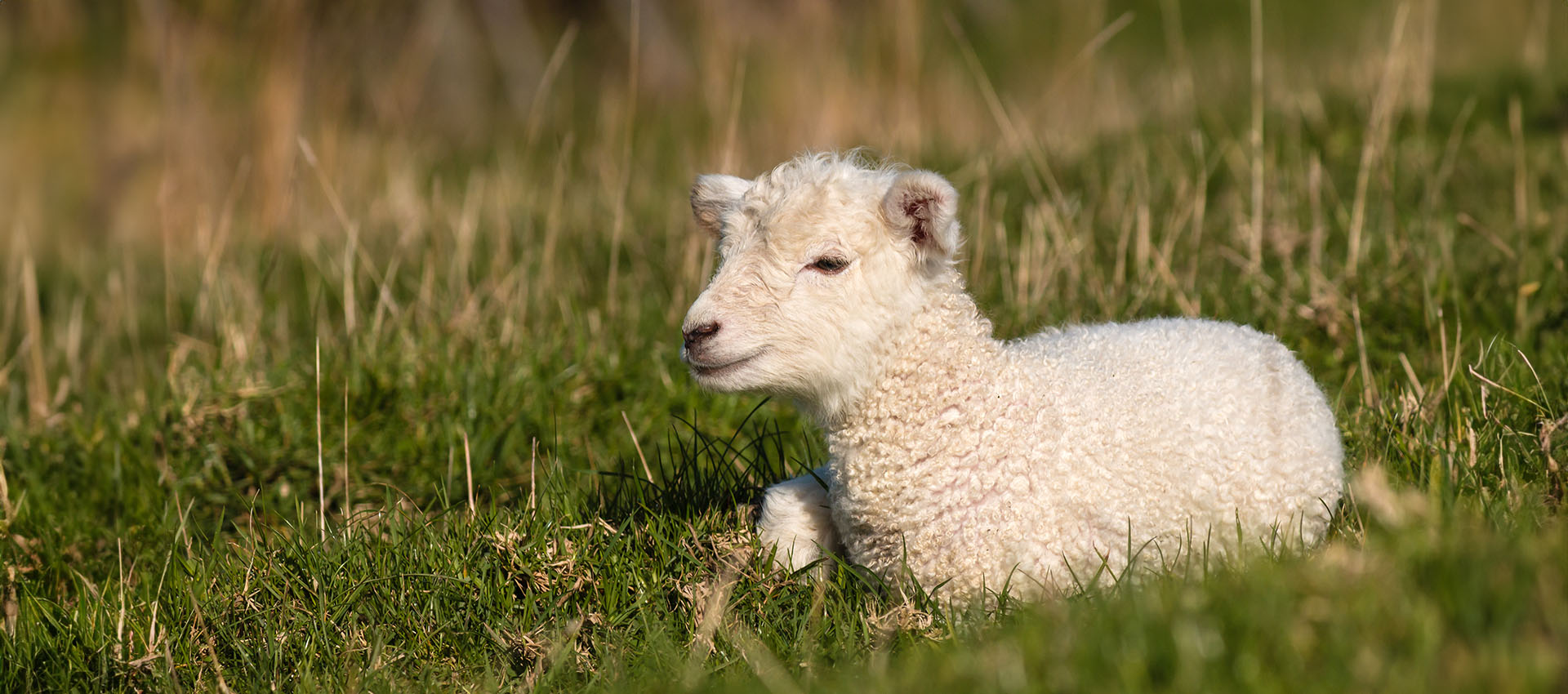 Sheep resting on green grass