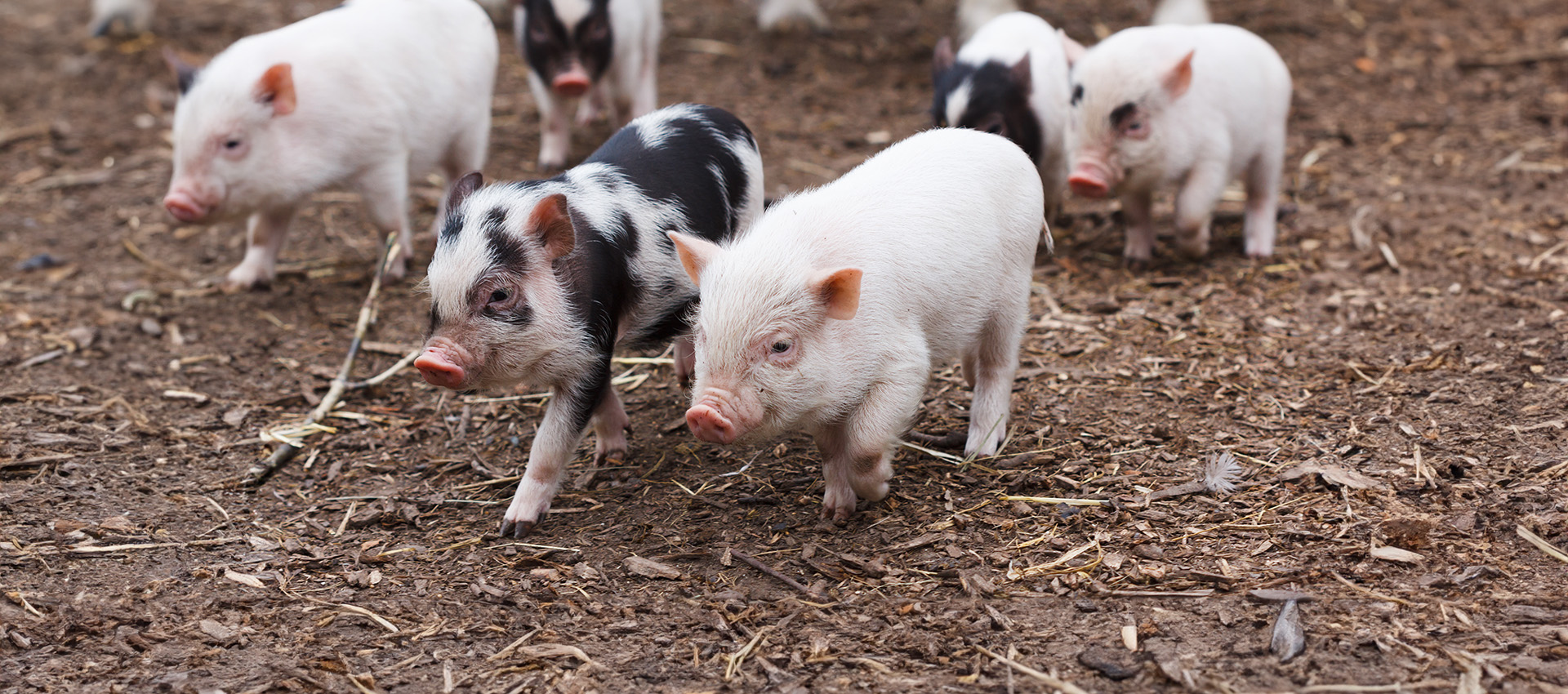 Piglets exploring outdoor farm environment